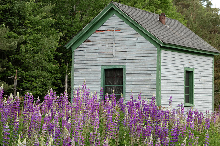 Lupines by abandoned shack Photograph by Jeff Folger