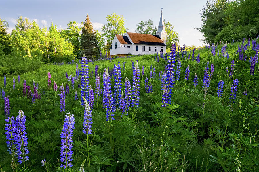 Lupines by Saint Matthews Chapel in Sugar Hill, New Hampshire I Photograph by William Dickman