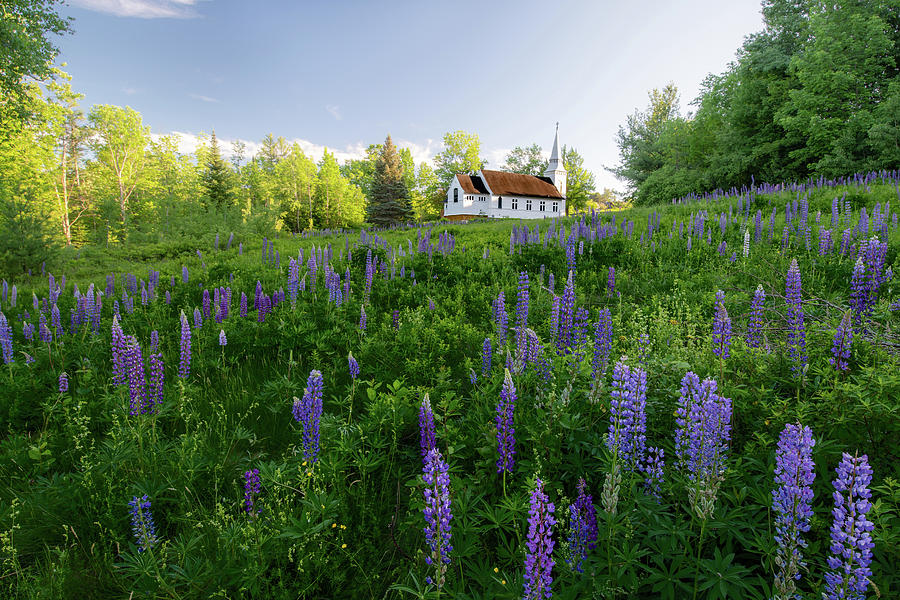 Lupines by Saint Matthews Chapel in Sugar Hill, New Hampshire II Photograph by William Dickman