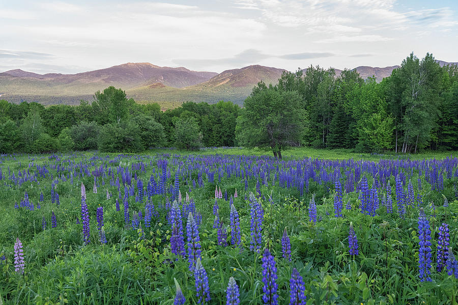 Lupines Field in  White Mountains Photograph by Bob Doucette