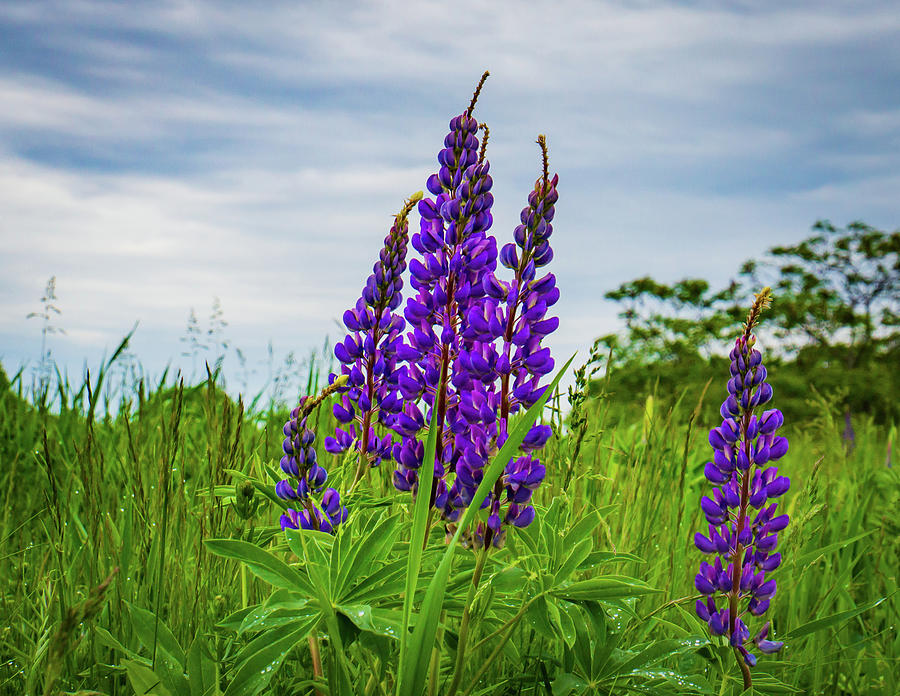  Lupines In Bloom Photograph by Ann Moore