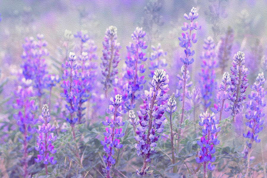 Lupines in Dublin Photograph by Vanessa Thomas