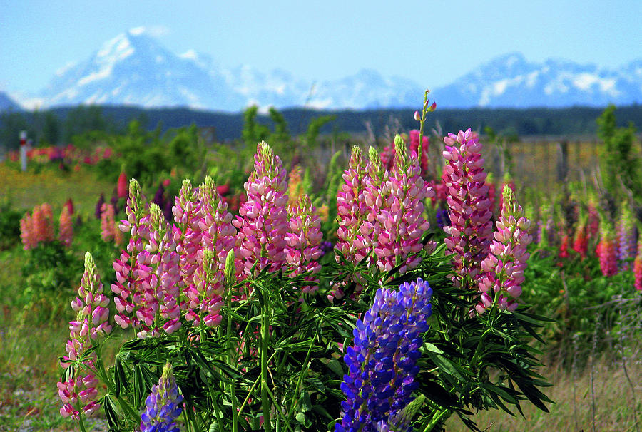 Lupines in New Zealand Photograph by Rick Wilking