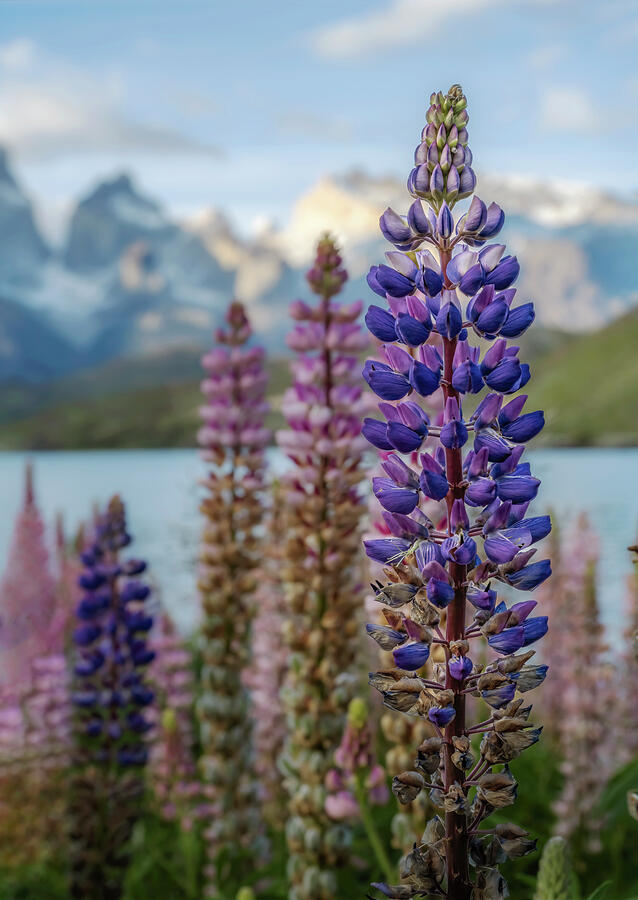 Lupines in Patagonia Photograph by Joan Carroll
