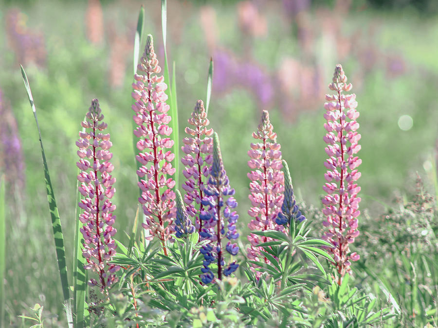 Lupines in Pink Photograph by Katie Dobies
