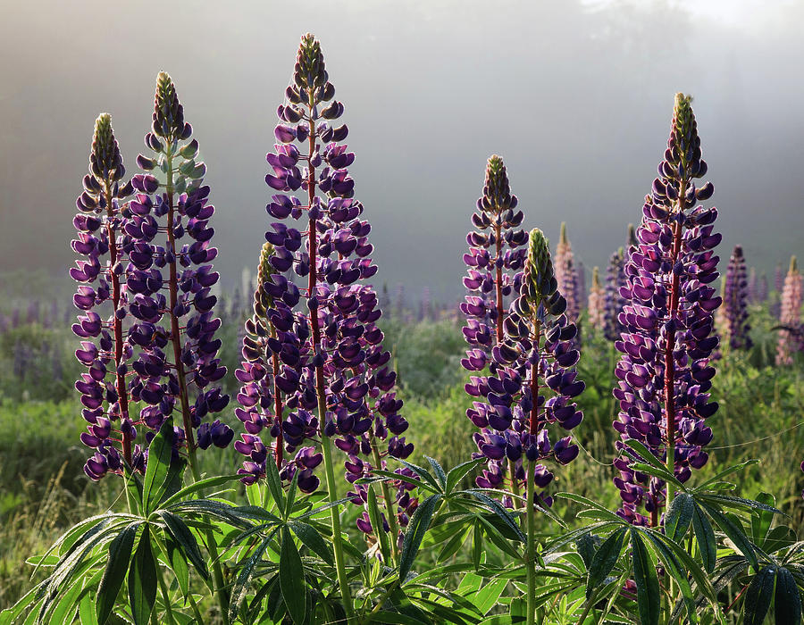 Lupines In The Fog - Sugarhill, New hampshire Photograph by John Rowe