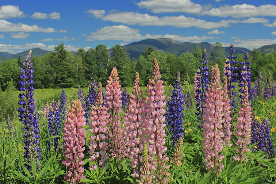 Lupines In The White Mountains Photograph