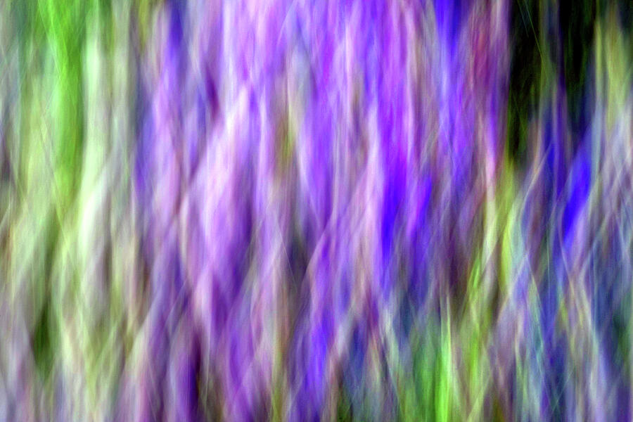Abstract Photograph - Lupines In The Wind by Douglas Taylor