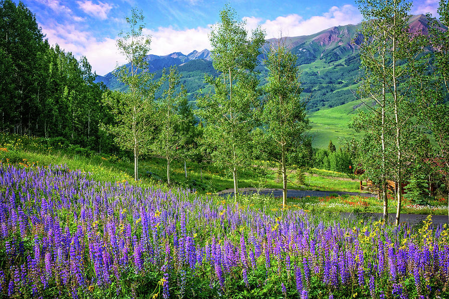 Lupines of Mount Crested Butte Photograph by Lynn Bauer