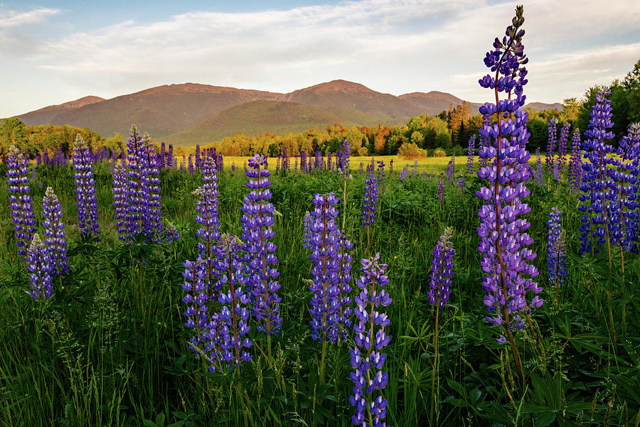 Lupines of the White Mountains in New Hampshire I Photograph by William Dickman