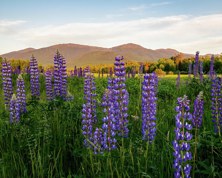 Lupines of the White Mountains in New Hampshire II Photograph by William Dickman
