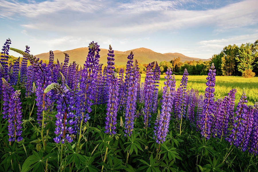 Lupines of the White Mountains in New Hampshire III Photograph by William Dickman