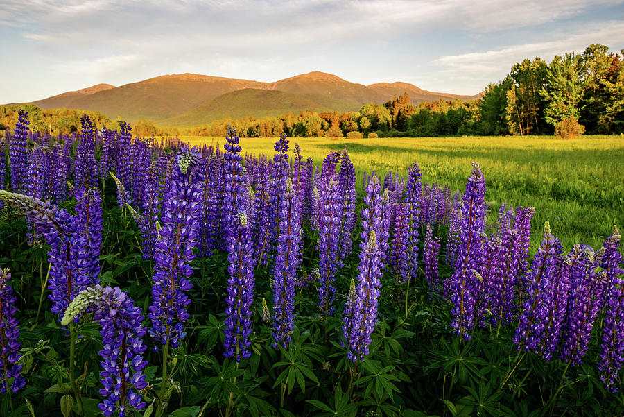 Lupines of the White Mountains in New Hampshire IV Photograph by William Dickman