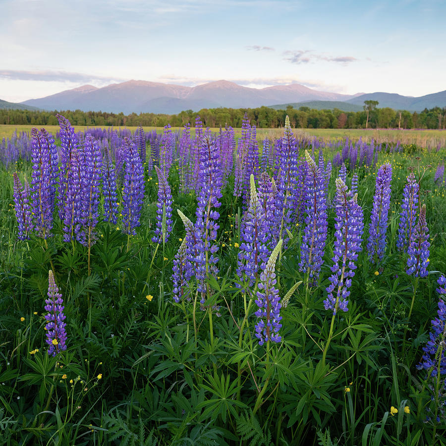 Lupines of the White Mountains in New Hampshire V Photograph by William Dickman