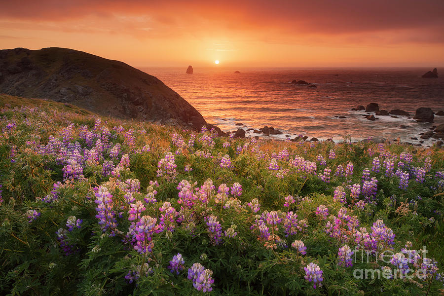 Lupines on the southern Oregon coast Photograph by Masako Metz