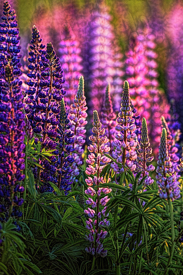 Lupines Sidelit By First Sunlight Photograph by Marty Saccone