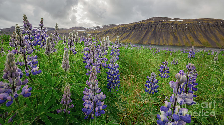 Lupins on Snaefellsnes,Iceland Photograph by Eva Lechner