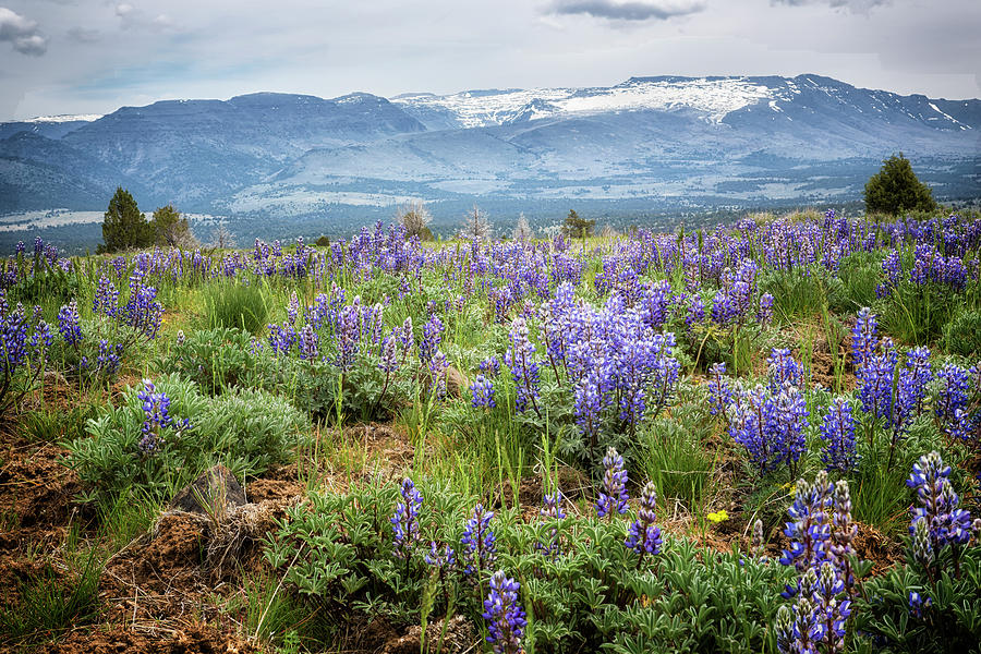 Lupins on South Steens Mountain Photograph by Belinda Greb