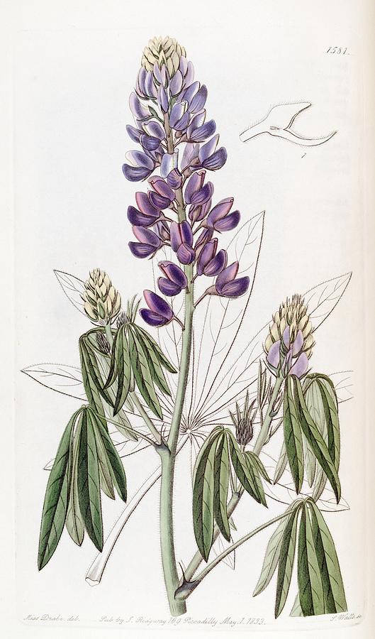 lupinus elegans, Droopingleaved Lupine Mixed Media by Beautiful Nature Prints Fine Art America