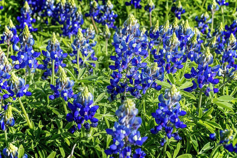 Lupinus Texensis Photograph By Kelley King - Fine Art America