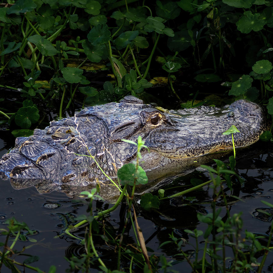 Lurking Alligator.... Photograph by David Choate - Fine Art America