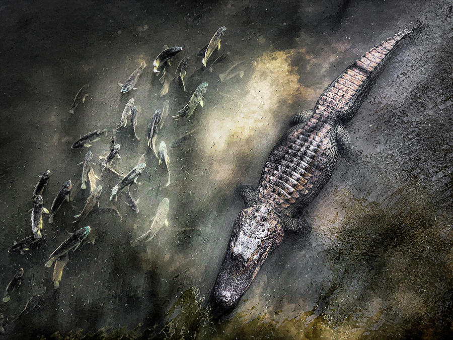Lurking Gator Photograph by Hillary Kladke