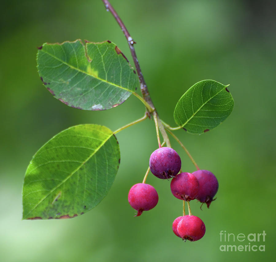 Luscious Berries - Serviceberry  Photograph by Kerri Farley
