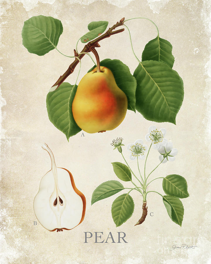 Luscious Fruit Study A Digital Art by Jean Plout