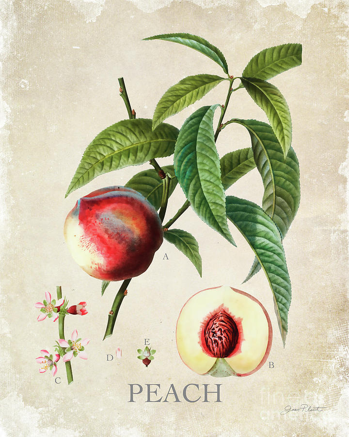 Luscious Fruit Study B Digital Art by Jean Plout