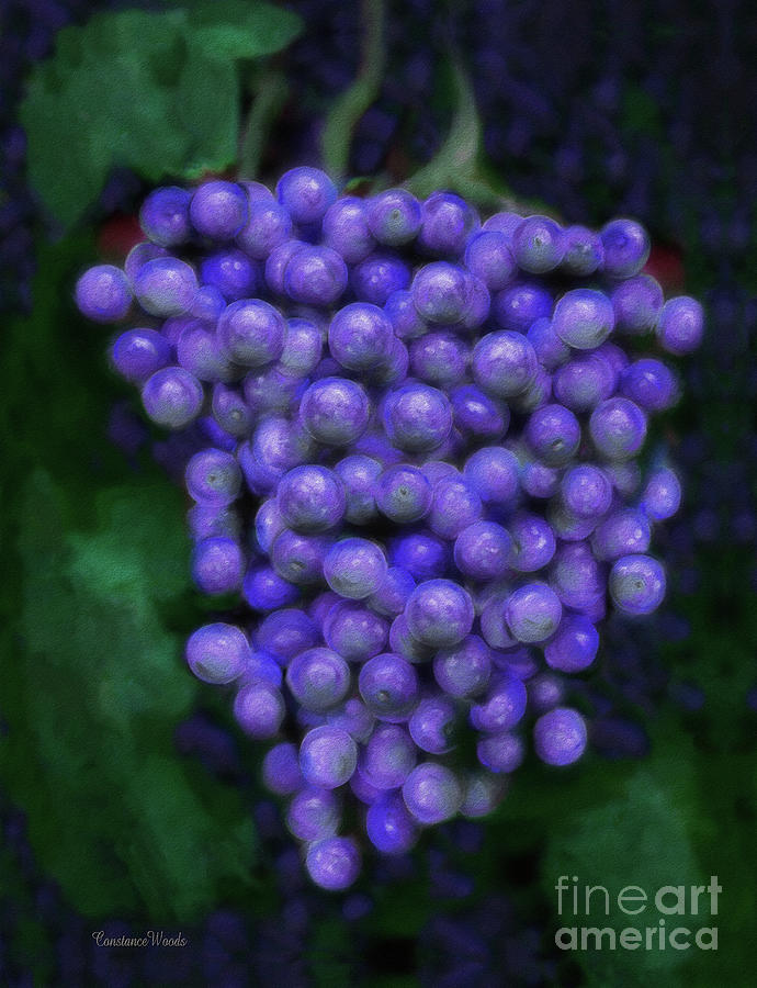 Luscious Grapes Digital Art by Constance Woods