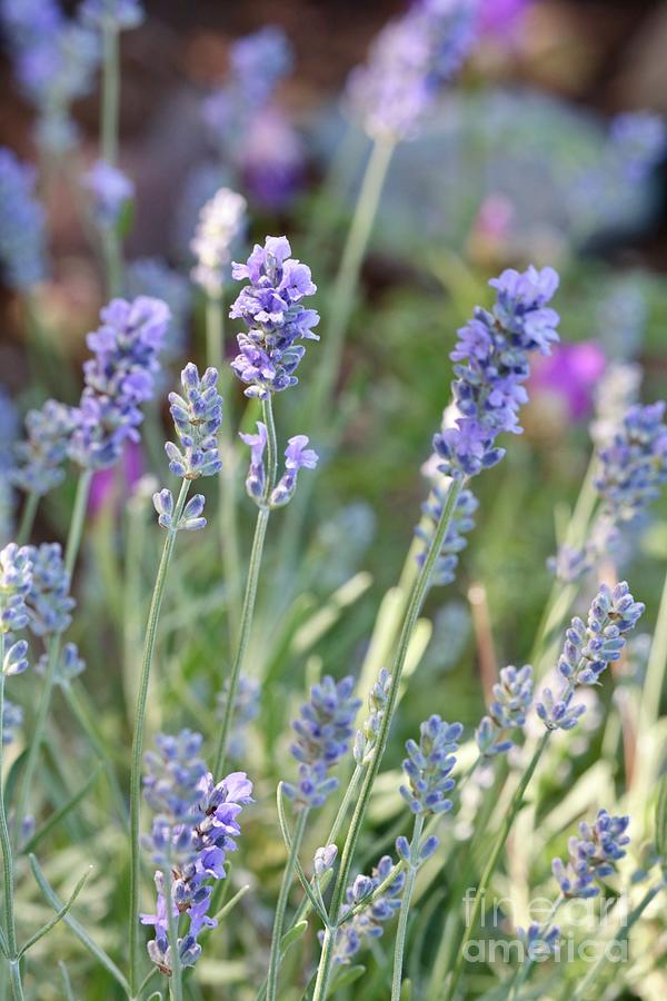 Luscious Lavender Photograph