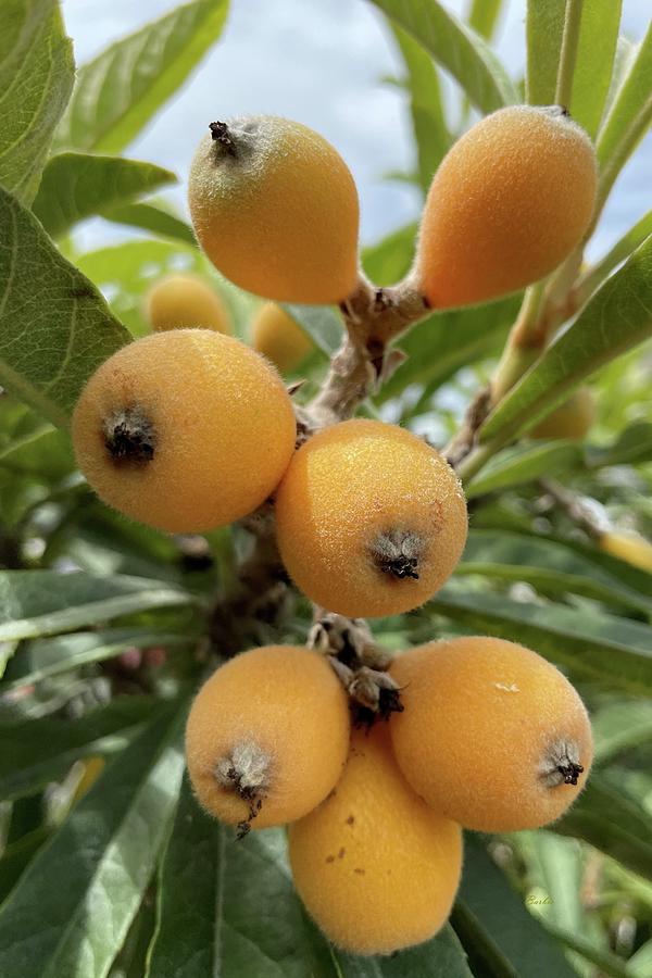 Luscious Loquat Fruits in Florida Photograph by Barbie Corbett-Newmin