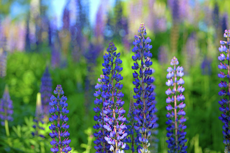 Luscious Lupines Photograph by Dianne Cowen Photography