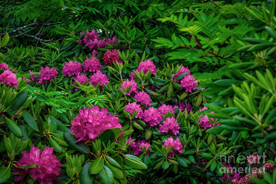 Luscious Pink Rhododendrons Photograph by Shelia Hunt