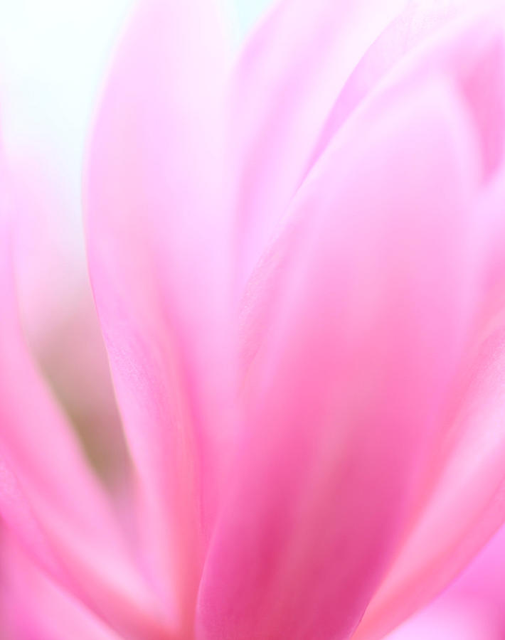 Luscious Pink Tulip Photograph