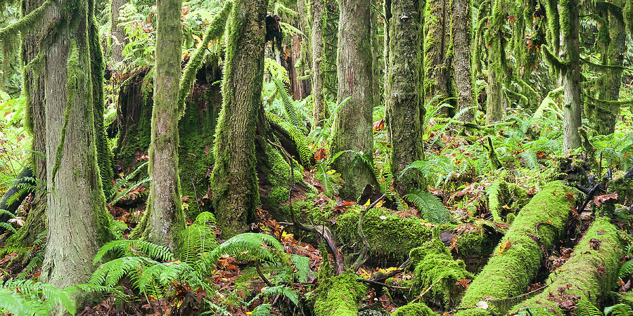 Luscious Rain Forest Photograph by Linda McRae