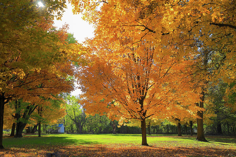 Lush Autumn Fall Colors in Backyard Landscape Photograph by Rob Schultz ...