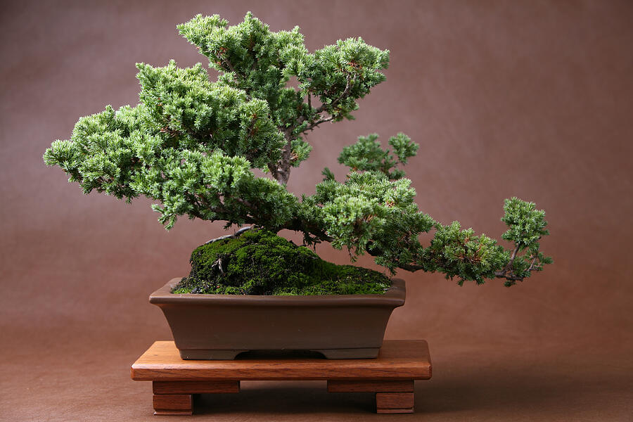 Lush Bonsai on Brown Photograph by FocalHelicopter