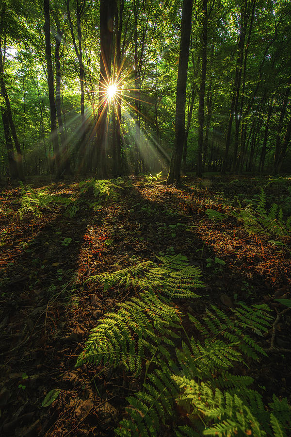Lush forest Photograph by Davorin Mance
