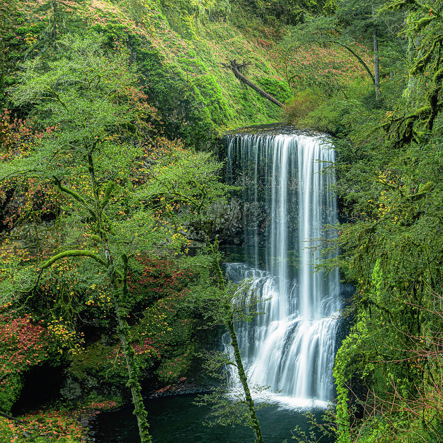 Lush Forest Falls Photograph by Don Schwartz