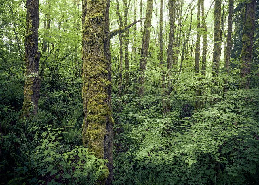 Lush Forest, Washington Photograph by Alexander Kunz