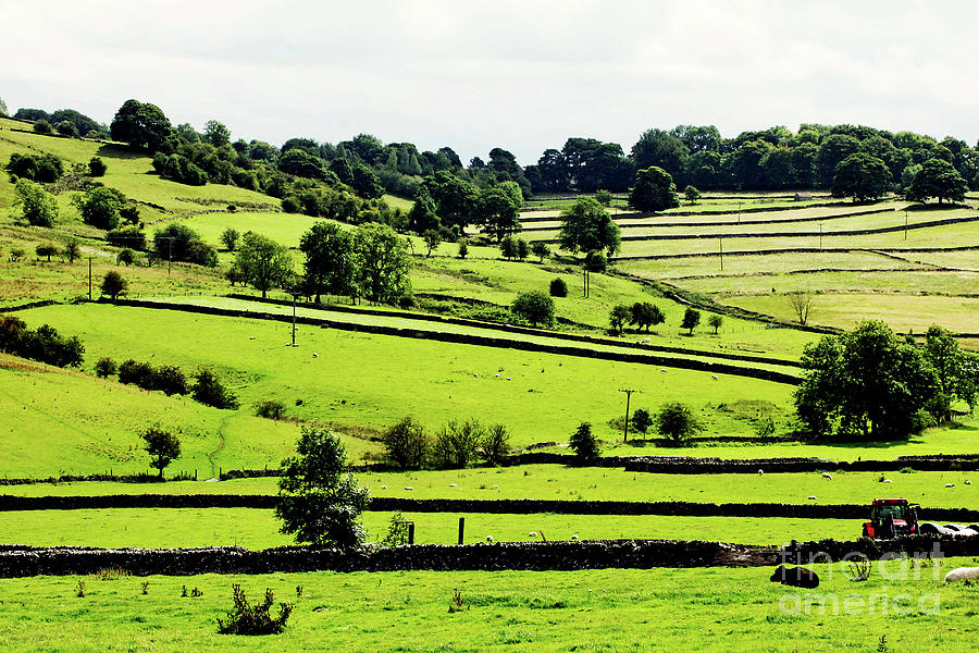 Lush Green Farmland Photograph by Omran Husain - Fine Art America