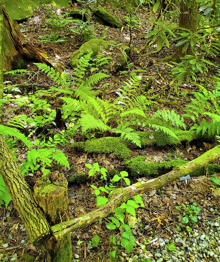 Lush Green Forest Photograph by Sharon Williams Eng - Fine Art America