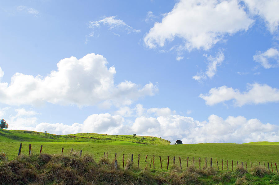 Lush green pasture New Zealand Photograph by David L Moore