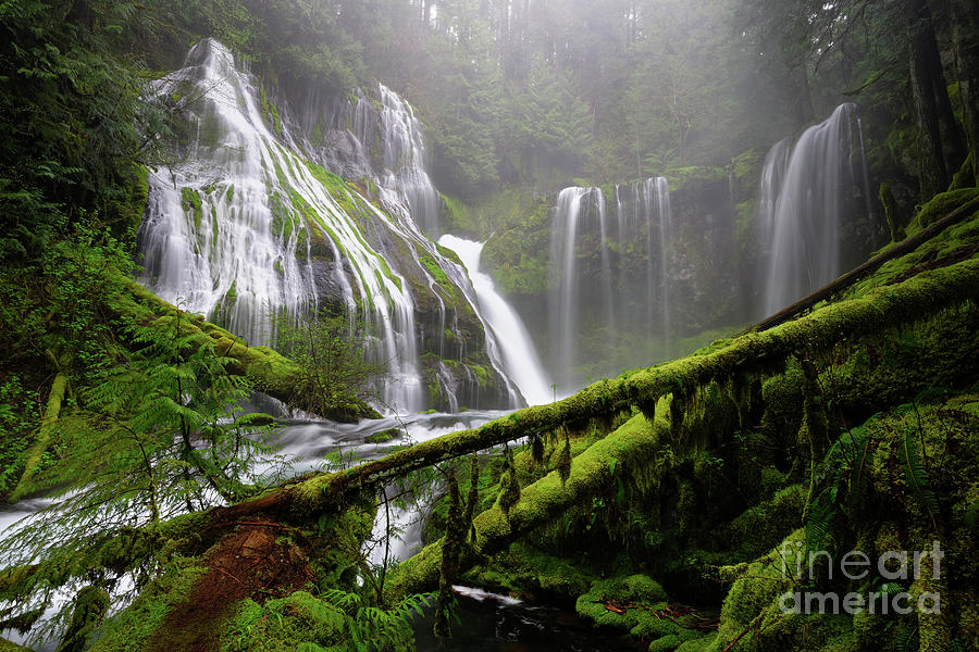 Lush Greens and Mist at Panther Creek Falls in Columbia River Gorge  Photograph by Tom Schwabel