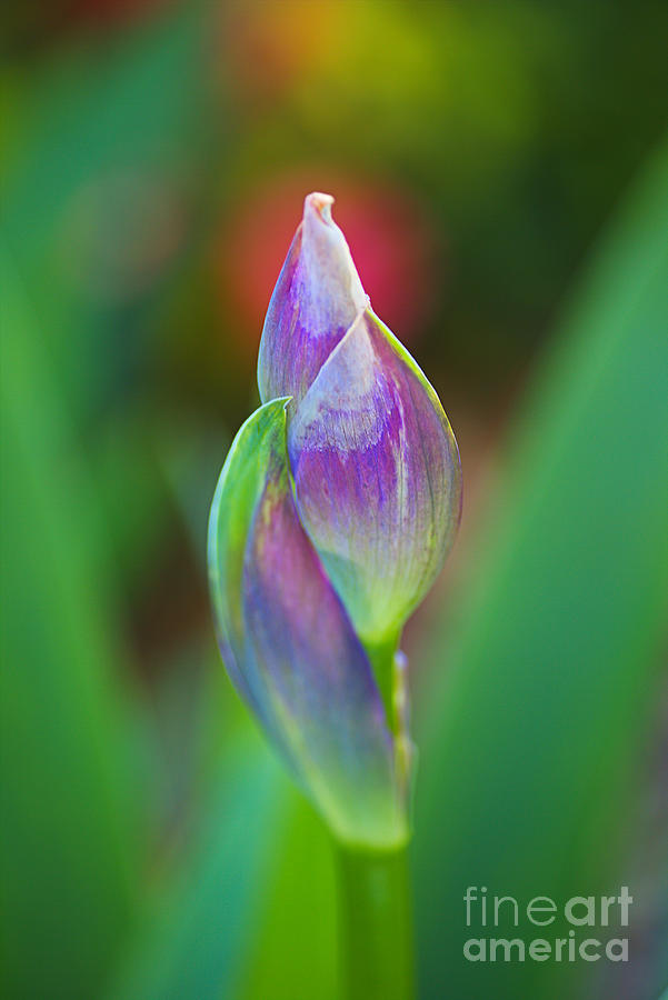 Lush Iris Buds Photograph by Joy Watson Lush Iris Buds Photograph by Joy Watson