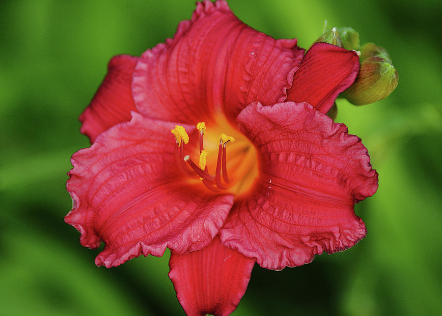 Lush Lily Close Up Red on Green  Photograph by Gaby Ethington