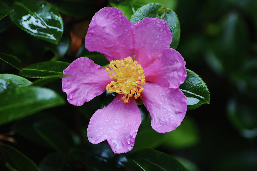 Lush Pink Green Camellia Flower After a Rain Photograph by Gaby Ethington