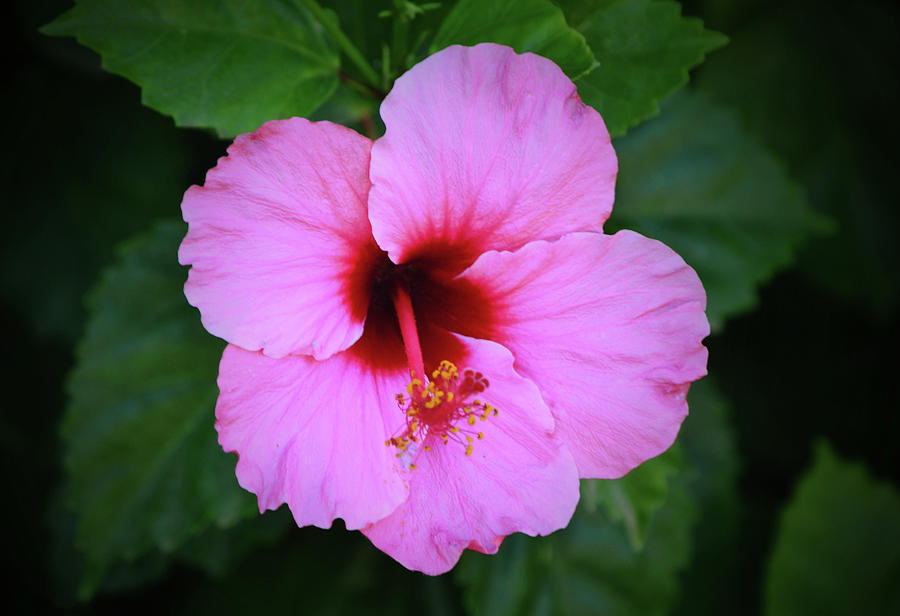 Lush Pink Tropical Hibiscus Flower Photograph by Gaby Ethington