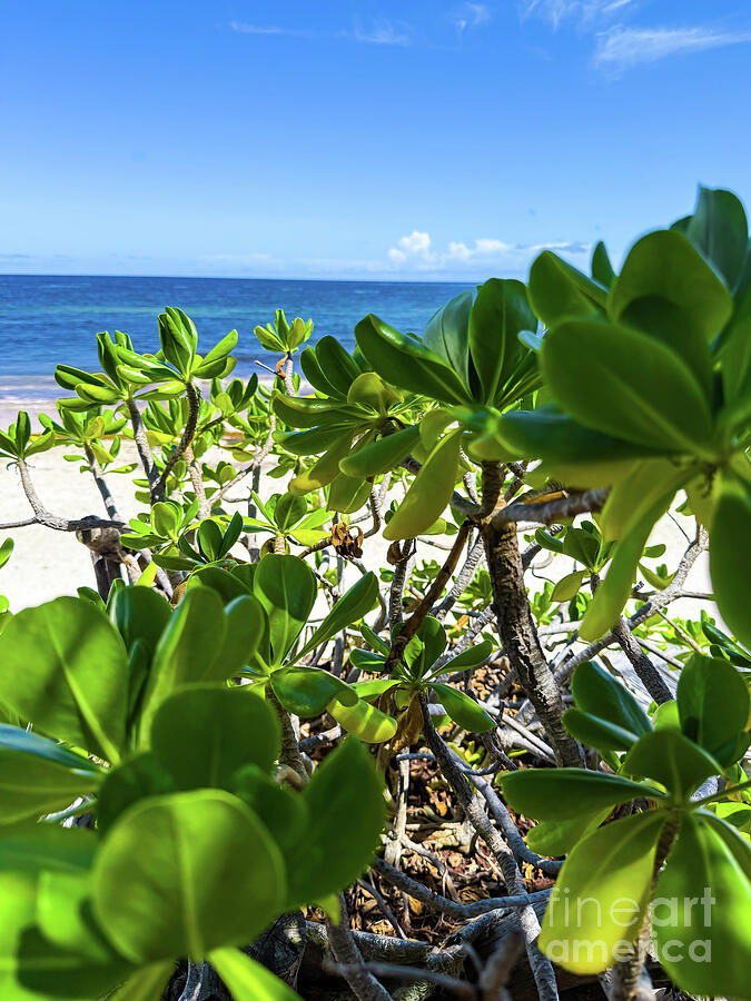 Lush Beachfront Scene Photograph - Lush Plants at the Tulum Shore by Leslie Brashear